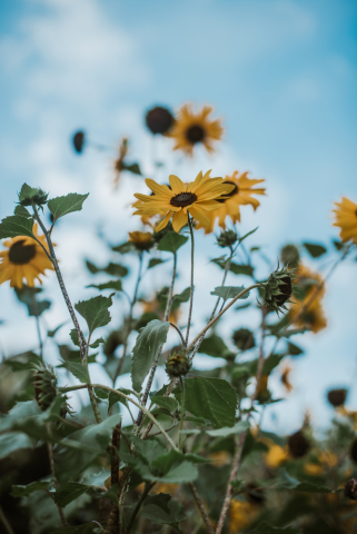 bloemen