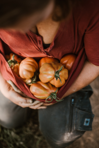 tomaten